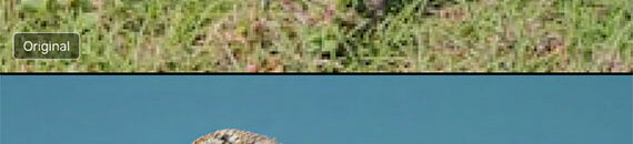 A New Way to Rescue Photos You Thought Were Unusable