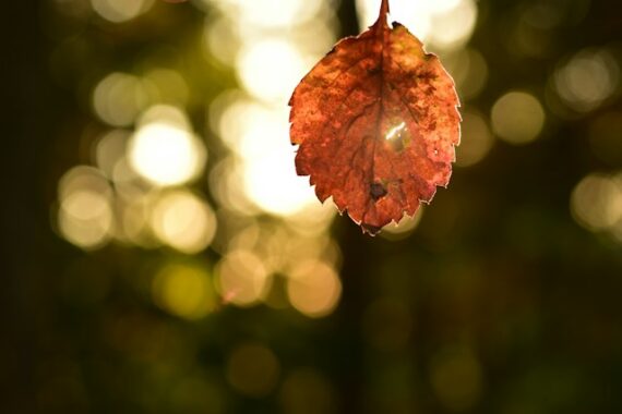 backlit leaf