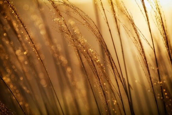 morning dew