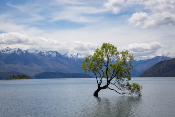 landscape overlap