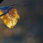 Backlit Leaves Exercise: Make Fall Colors Glow