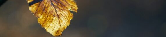 Backlit Leaves Exercise: Make Fall Colors Glow
