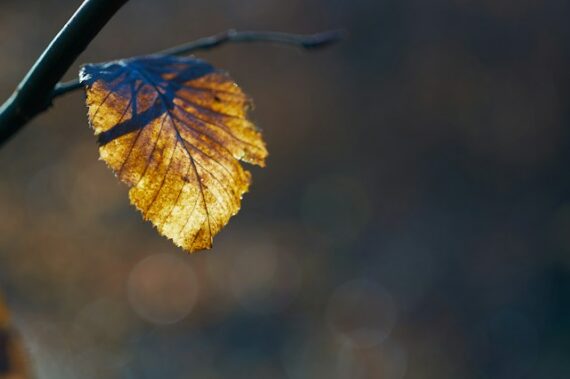 leaf details