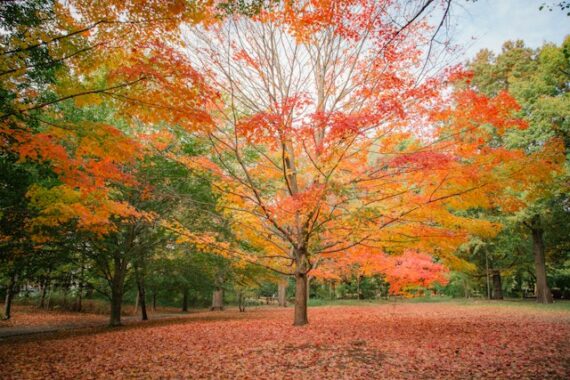 colorful tree