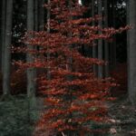 The Fall Photography Composition Mistake That Makes Photos Feel Cluttered
