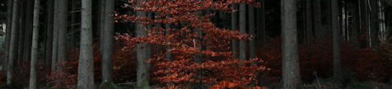 The Fall Photography Composition Mistake That Makes Photos Feel Cluttered