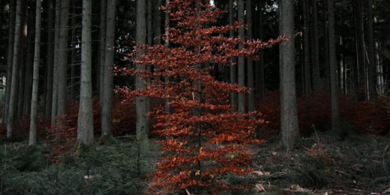 tree composition
