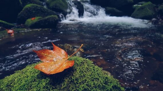fall colors composition