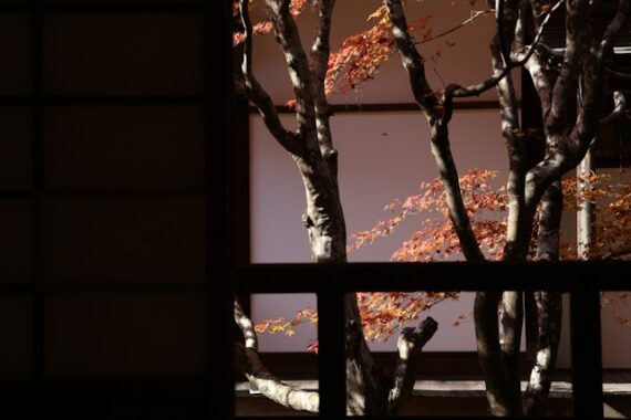 tree branch light